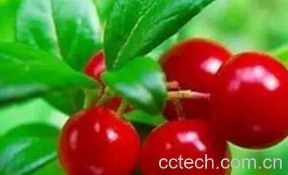 熊果苷的功效与作用 熊果苷的副作用-0