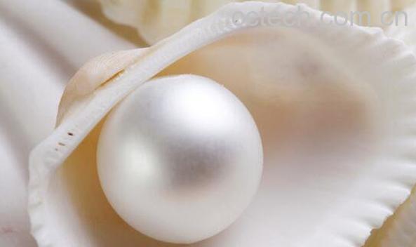 淡水珍珠和海水珍珠的区别-1