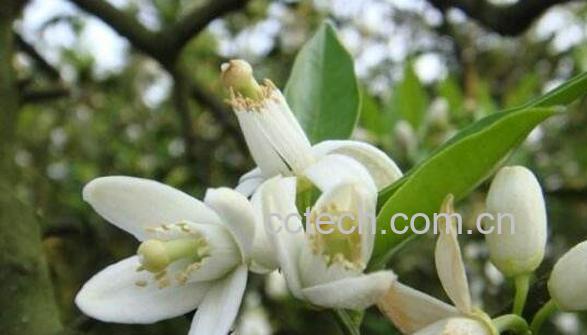 橙花精油的功效与作用-1