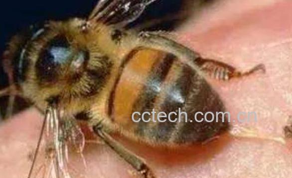 蜜蜂蛰了怎么办 蜂子蜇了最快消肿止痛的方法-0