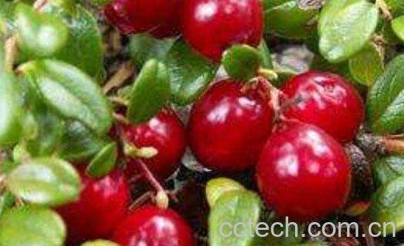 熊果苷的功效与作用-0