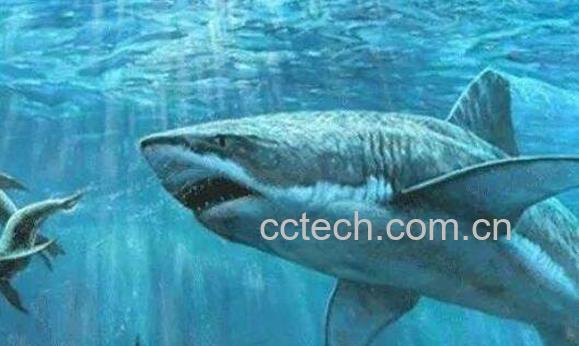 角鲨烷的功效与作用-0