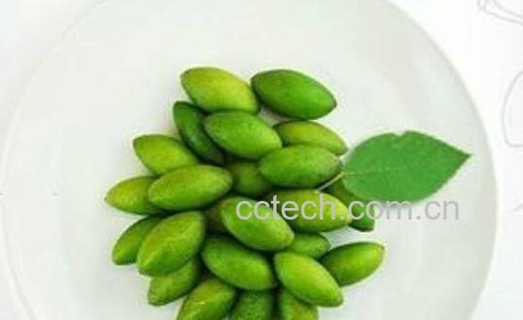 角鲨烷的功效与作用-1