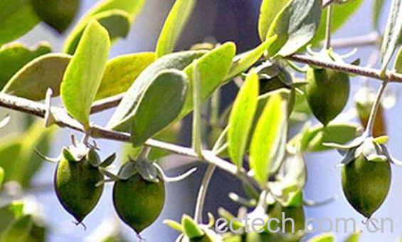 荷荷巴油的功效与作用及使用禁忌-0