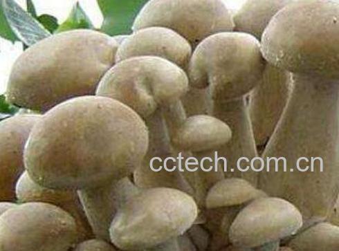 含硒高的食物有哪些 补硒有什么好处-1