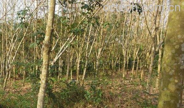 天然橡胶的作用 天然橡胶的用途有哪些-0