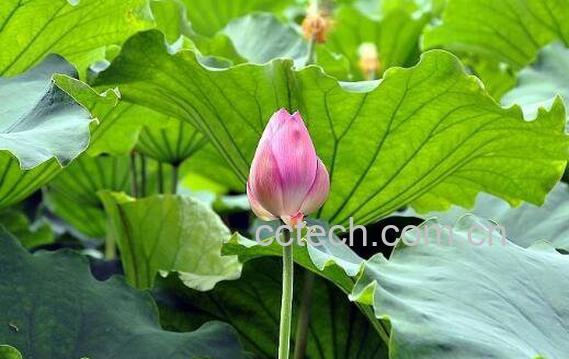 荷花酒怎么酿 荷花酒的做法与功效-1