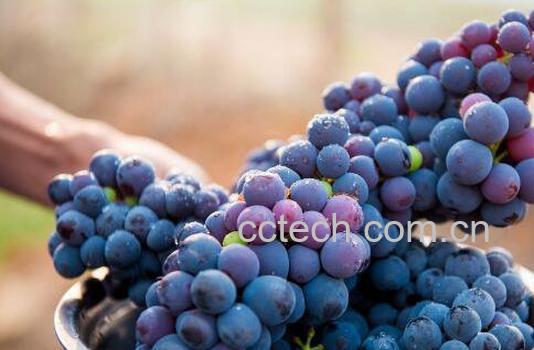 缺铁性贫血吃什么好 适合缺铁性贫血吃的食物-1