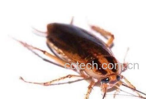 如何灭蟑螂 灭蟑螂的小窍门-1