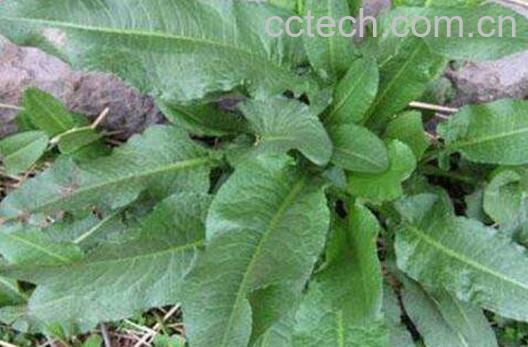 如何用土大黄叶洗头 土大黄叶洗头的功效-0