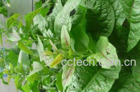 如何用土大黄叶洗头 土大黄叶洗头的功效-1