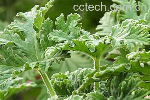 驱蚊植物有用吗 驱蚊子最有效的方法-0