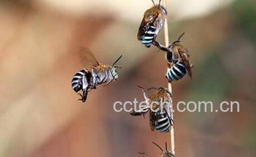 被蜂蜇了怎么办 被蜜蜂蛰了怎么处理-1