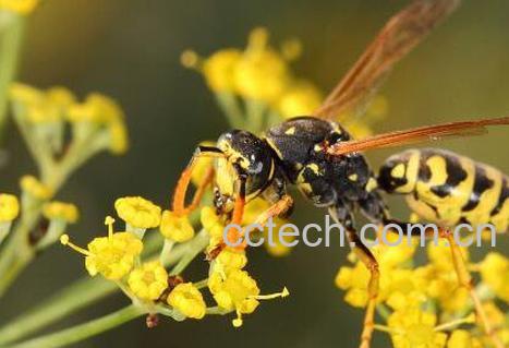 被黄蜂蜇了有什么危害 黄蜂蛰到怎么处理消肿-0
