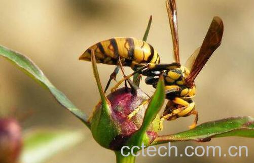 被黄蜂蜇了有什么危害 黄蜂蛰到怎么处理消肿-1