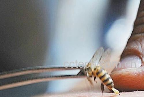 什么是蜂疗 蜂疗的功效与作用-0