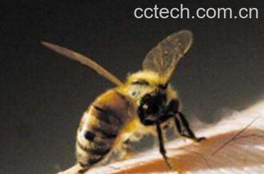 什么是蜂疗 蜂疗的功效与作用-1