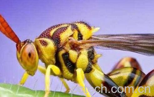 被马蜂蛰了怎么办 被马蜂蛰了怎么处理-0