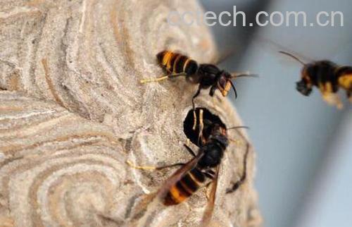 被马蜂蛰了怎么办 被马蜂蛰了怎么处理-1