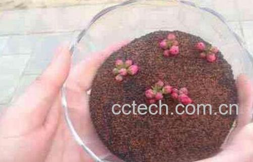 做海藻面膜的功效与作用-1