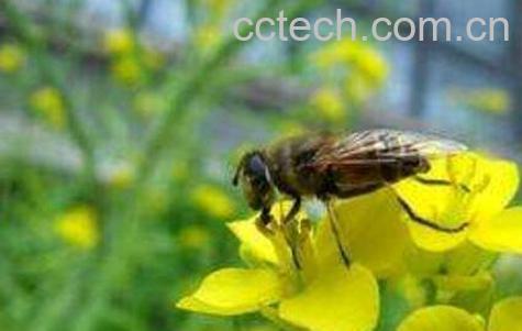 被蜜蜂蛰了怎么处理-1