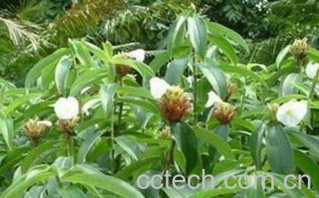 樟子油的作用-1