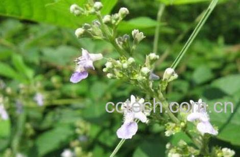 贞节树精油的功效与作用-1