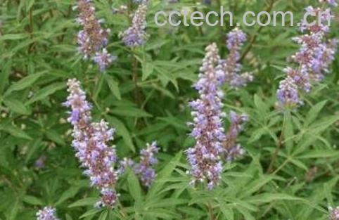 贞节树精油的功效与作用-0