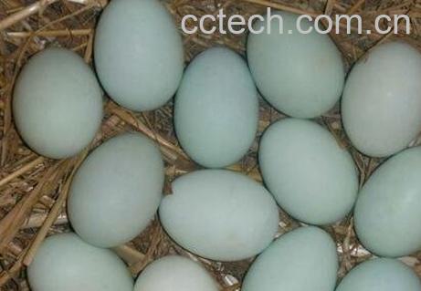 哪些食物相克容易中毒-1