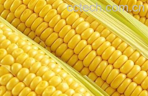 血糖高吃什么好-0