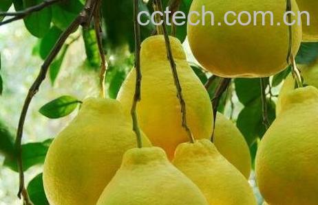 醉酒后吃什么食物解酒快-0