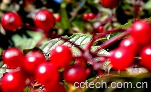 花楸酒的功效与作用 喝花楸酒什么好处-1