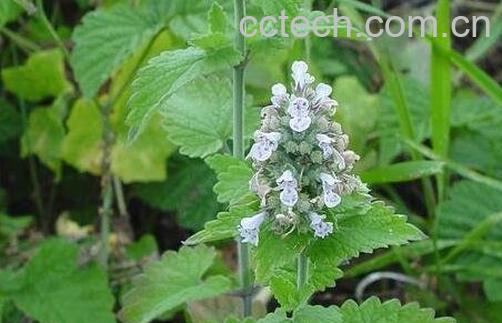 荆芥蜂蜜的功效与作用-1