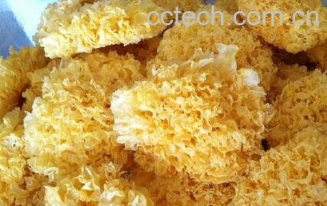 常见润肺食物有哪些-0