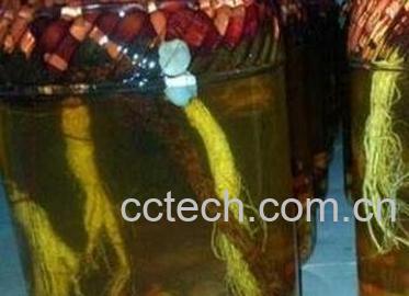 灵芝枸杞泡酒-0