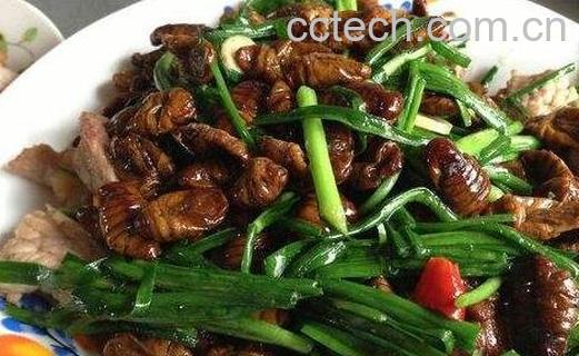 蚕蛹功效有哪些-0