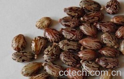 果蔬百科长鸡眼怎么办-0