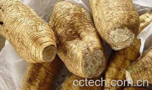 葛根能丰胸吗-0