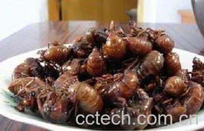 蝉蛹的功效与作用-0