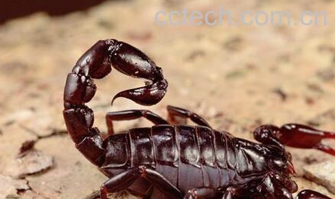 果蔬百科被蝎子蛰了怎么办-0