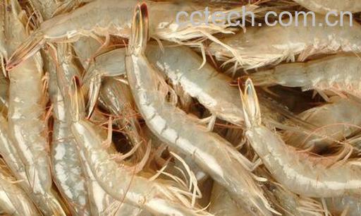 果蔬百科催奶的食物有哪些-0