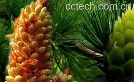 果蔬百科松花粉是什么 松花粉的副作用-0