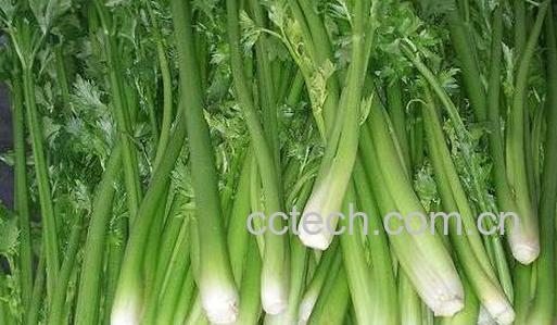 果蔬百科 如何快速去除口臭-0