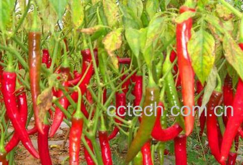 果蔬百科经常吃辣有什么好处-0