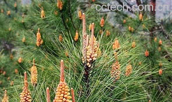 果蔬百科松花粉的营养价值-0