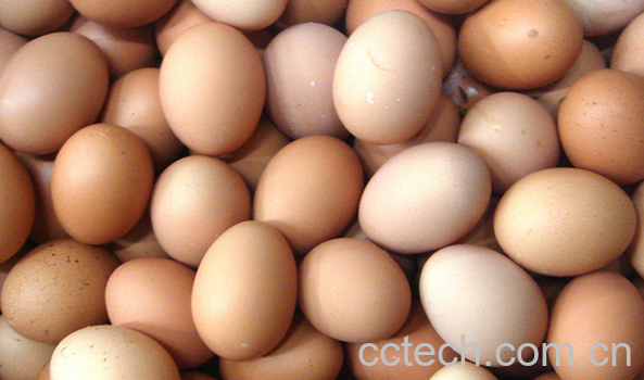 果蔬百科吃鸡蛋的常见误区有哪些-0