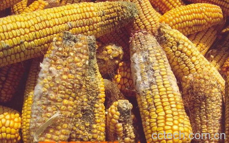 果蔬百科玉米变质什么样 玉米变质致癌是真的吗-0