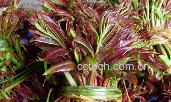 果蔬百科春天养生吃什么好-0