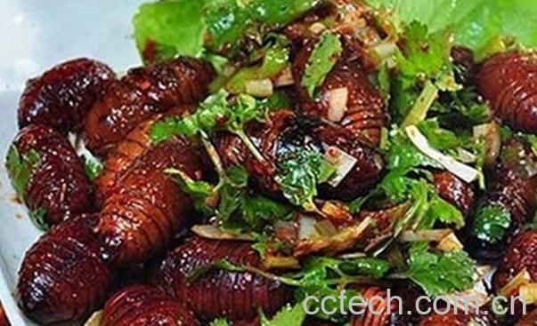 果蔬百科蝉蛹的营养价值与功效-0