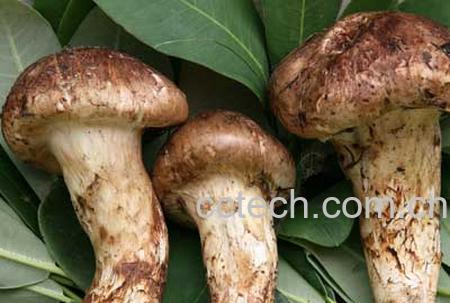 果蔬百科松茸-0